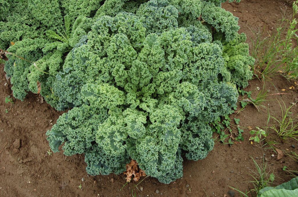 Organic Vates Kale, Brassica oleracea
